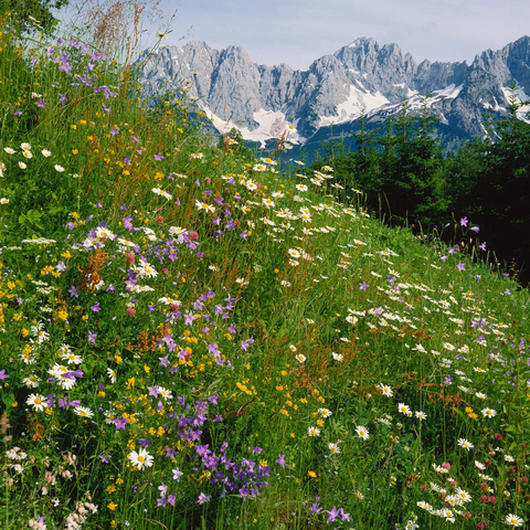 Flower meadow with view to Wilder Kaiser, Tyrol, Austria 1000 Jigsaw Puzzle 3D Modell