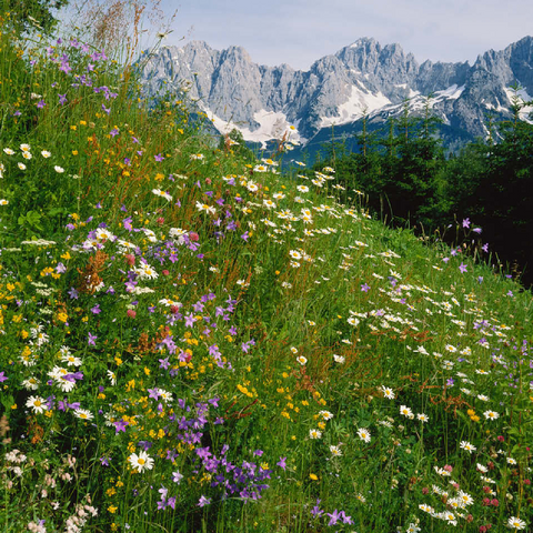 Flower meadow with view to Wilder Kaiser, Tyrol, Austria 100 Jigsaw Puzzle 3D Modell