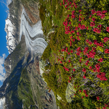 Alpine rose blossom, Great Aletsch Glacier against Wannenhorn (3906m) 500 Jigsaw Puzzle 3D Modell