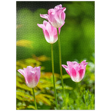 puzzleplate Tulips in a home garden 1000 Jigsaw Puzzle