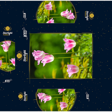Tulips in a home garden 1000 Jigsaw Puzzle box 3D Modell