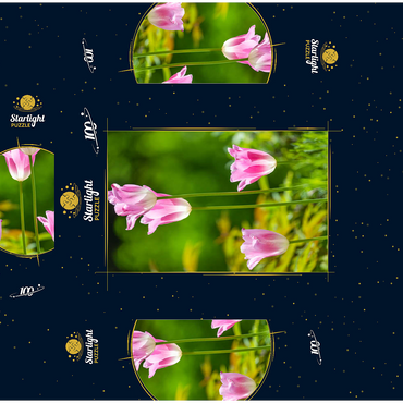Tulips in a home garden 100 Jigsaw Puzzle box 3D Modell