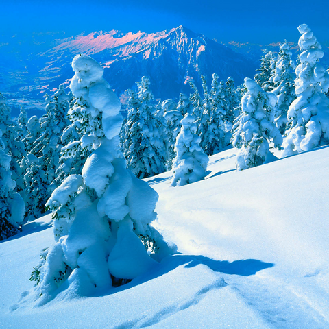 Snowy firs at Niederhorn (1963m) with view to Niesen (2362m) 1000 Jigsaw Puzzle 3D Modell