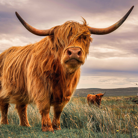 Strict pair of Highland cows caught on the north coast of Scotland 1000 Jigsaw Puzzle 3D Modell