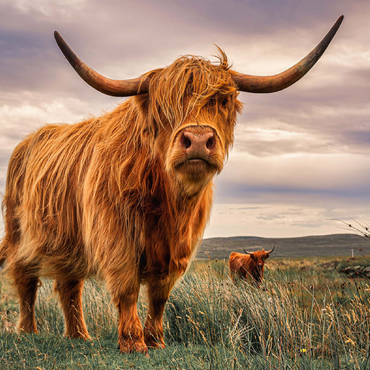 Strict pair of Highland cows caught on the north coast of Scotland 100 Jigsaw Puzzle 3D Modell