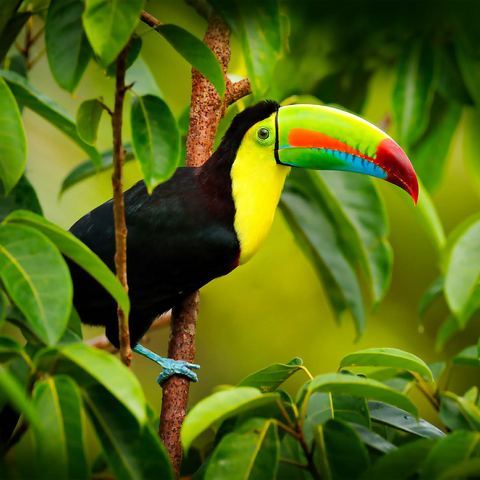 Costa Rica wildlife. toucan sitting on the branch in the forest, green vegetation. nature vacation in Central America. Keel-billed toucan, Ramphastos sulfuratus. wildlife from Costa Rica. 1000 Jigsaw Puzzle 3D Modell