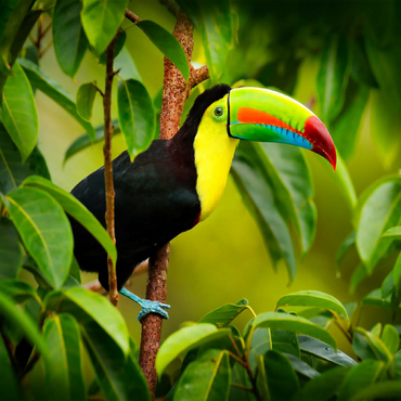 Costa Rica wildlife. toucan sitting on the branch in the forest, green vegetation. nature vacation in Central America. Keel-billed toucan, Ramphastos sulfuratus. wildlife from Costa Rica. 100 Jigsaw Puzzle 3D Modell