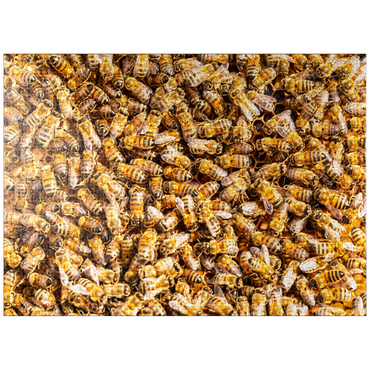 puzzleplate Worker honey bees on a frame from a hive. 1000 Jigsaw Puzzle