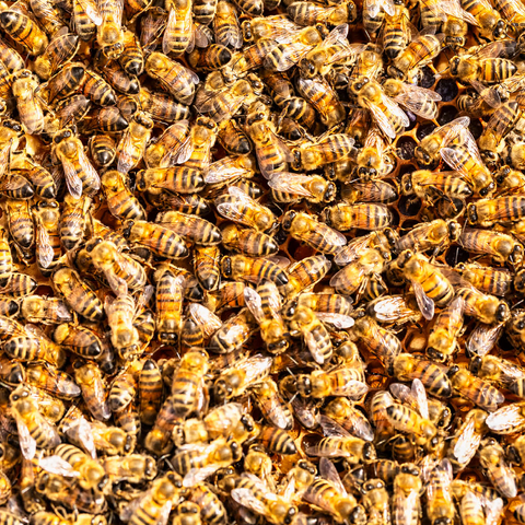 Worker honey bees on a frame from a hive. 1000 Jigsaw Puzzle 3D Modell