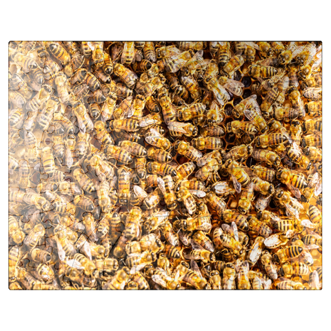 puzzleplate Worker honey bees on a frame from a hive. 100 Jigsaw Puzzle