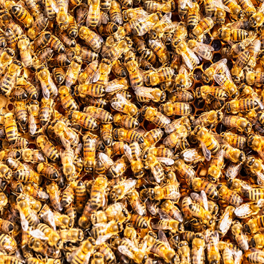 Worker honey bees on a frame from a hive. 100 Jigsaw Puzzle 3D Modell