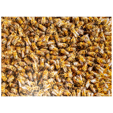 puzzleplate Worker honey bees on a frame from a hive. 500 Jigsaw Puzzle