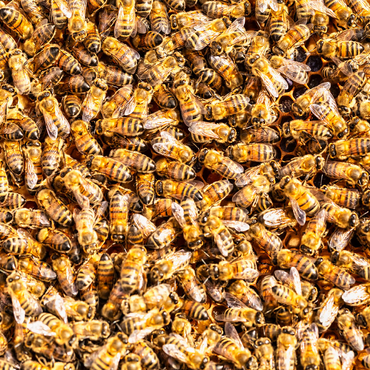 Worker honey bees on a frame from a hive. 500 Jigsaw Puzzle 3D Modell