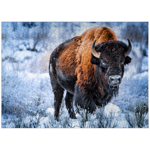 puzzleplate American bison crouching in snow in winter, Yellowstone National Park 1000 Jigsaw Puzzle
