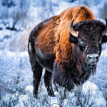 American bison crouching in snow in winter, Yellowstone National Park 1000 Jigsaw Puzzle 3D Modell