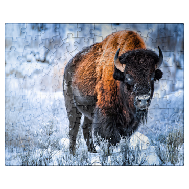 puzzleplate American bison crouching in snow in winter, Yellowstone National Park 100 Jigsaw Puzzle