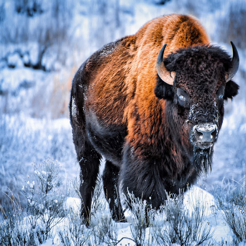 American bison crouching in snow in winter, Yellowstone National Park 100 Jigsaw Puzzle 3D Modell