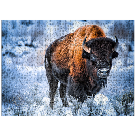 puzzleplate American bison crouching in snow in winter, Yellowstone National Park 500 Jigsaw Puzzle