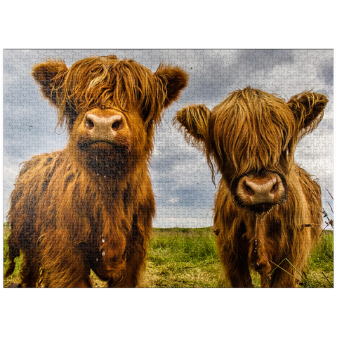 puzzleplate Two highland cows 1000 Jigsaw Puzzle