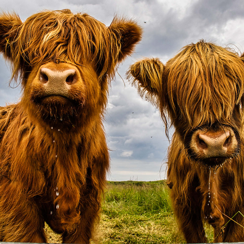 Two highland cows 1000 Jigsaw Puzzle 3D Modell