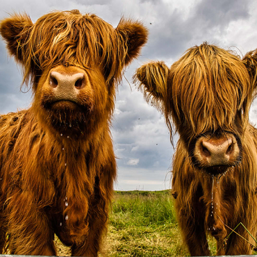 Two highland cows 100 Jigsaw Puzzle 3D Modell