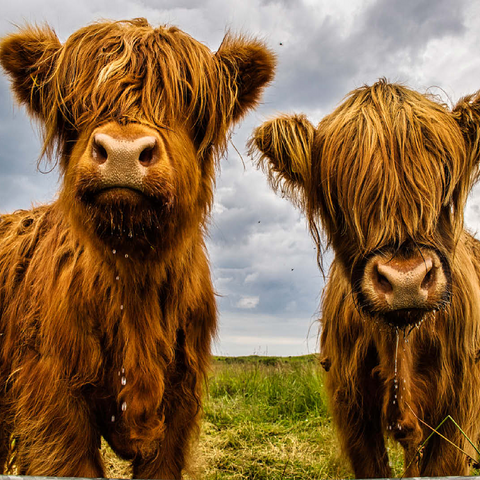 Two highland cows 100 Jigsaw Puzzle 3D Modell