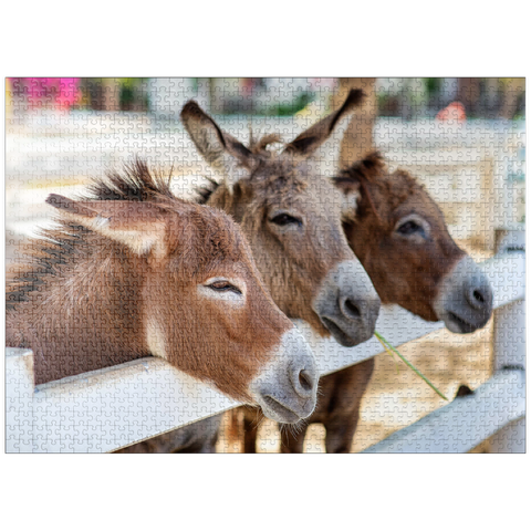 puzzleplate Three horses or donkeys on the farm. head of coupe brown horse or donkey in the stable. horse or donkey lover and third party. triangle concept for pets. love the concept of a third party. a sad concept. 1000 Jigsaw Puzzle