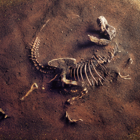 Dinosaurir fossil (Tyrannosaurus Rex) from archaeologists 1000 Jigsaw Puzzle 3D Modell