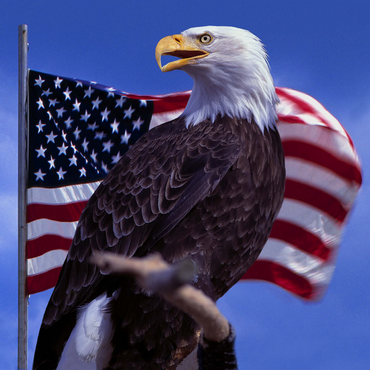 Bald Eagle (Haliaeetus leucocephalus) in front of American Flag, USA 1000 Jigsaw Puzzle 3D Modell