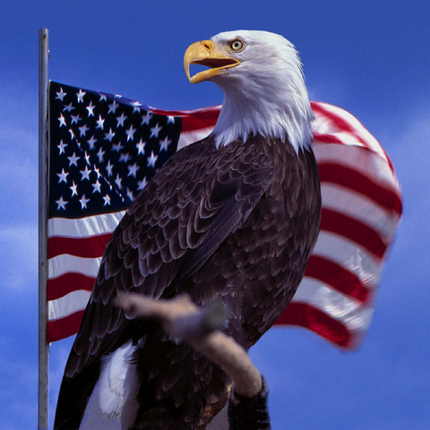 Bald Eagle (Haliaeetus leucocephalus) in front of American Flag, USA 100 Jigsaw Puzzle 3D Modell