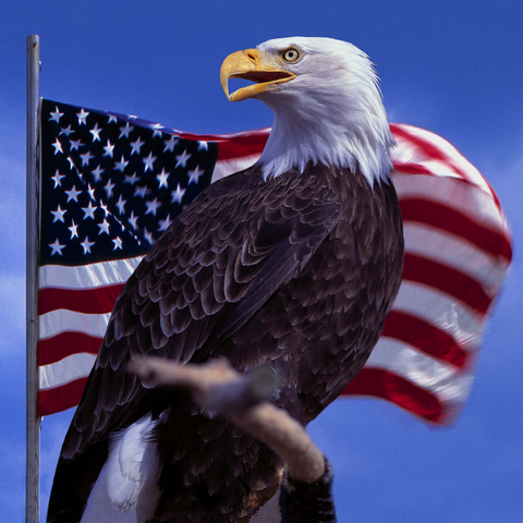 Bald Eagle (Haliaeetus leucocephalus) in front of American Flag, USA 500 Jigsaw Puzzle 3D Modell