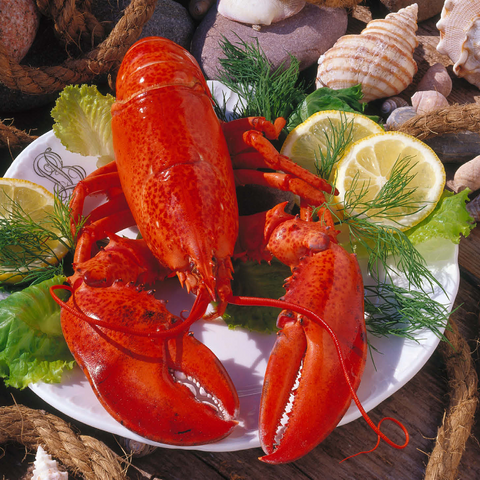 Lobster 1000 Jigsaw Puzzle 3D Modell