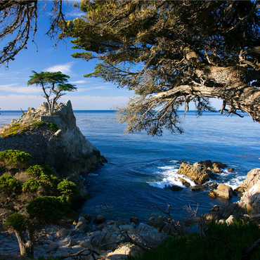 Monterey cypress (Lone Cypress) on the Pacific coast near 1000 Jigsaw Puzzle 3D Modell
