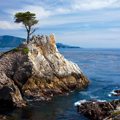Monterey cypress (Lone Cypress) on the Pacific coast near 1000 Jigsaw Puzzle 3D Modell