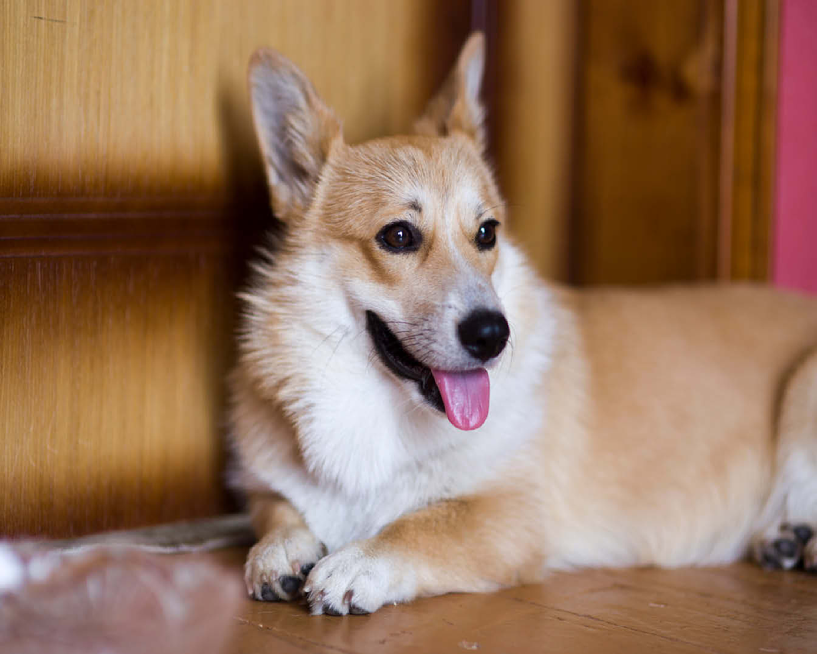 A Pembroke Welsh Corgi Dog Owned by Queen Elizabeth II – MyPuzzle