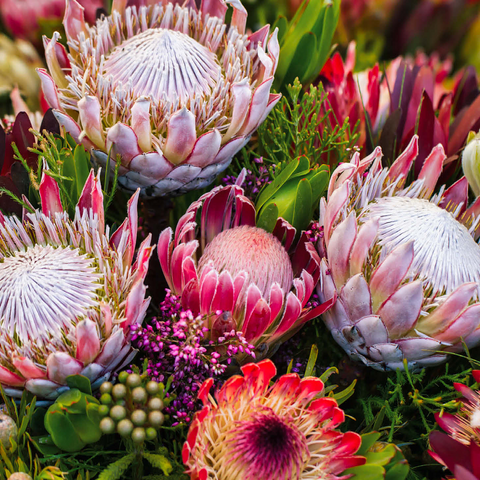 Protea 1000 Jigsaw Puzzle 3D Modell