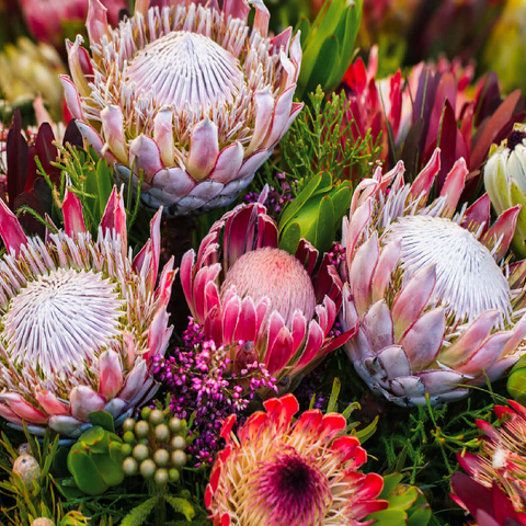 Protea 100 Jigsaw Puzzle 3D Modell
