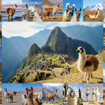 Llamas and alpacas - collage 1000 Jigsaw Puzzle 3D Modell