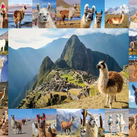 Llamas and alpacas - collage 100 Jigsaw Puzzle 3D Modell