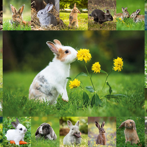Bunnies & Flowers - Collage 500 Jigsaw Puzzle 3D Modell