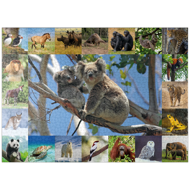 puzzleplate Endangered Species - Koalas - Collage 1000 Jigsaw Puzzle