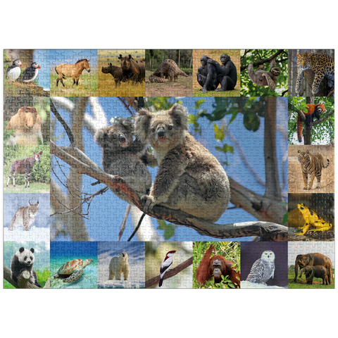 puzzleplate Endangered Species - Koalas - Collage 1000 Jigsaw Puzzle