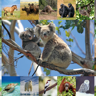 Endangered Species - Koalas - Collage 1000 Jigsaw Puzzle 3D Modell