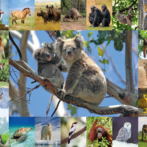 Endangered Species - Koalas - Collage 100 Jigsaw Puzzle 3D Modell
