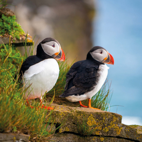 Endangered Species - Atlantic Puffin 1000 Jigsaw Puzzle 3D Modell