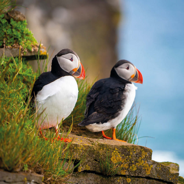 Endangered Species - Atlantic Puffin 100 Jigsaw Puzzle 3D Modell