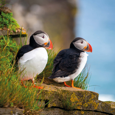 Endangered Species - Atlantic Puffin 500 Jigsaw Puzzle 3D Modell