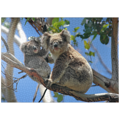 puzzleplate Endangered Species - Koalas 1000 Jigsaw Puzzle