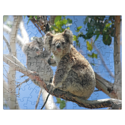 puzzleplate Endangered Species - Koalas 100 Jigsaw Puzzle