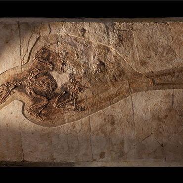 Confuciusorinis 1000 Jigsaw Puzzle 3D Modell